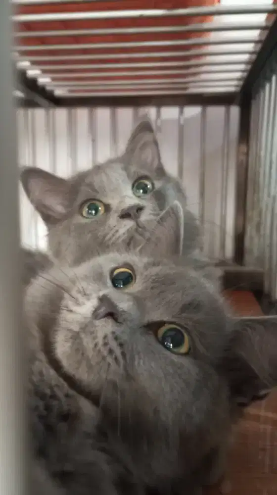 Sepasang BSH Mix Persia Bagus Murahhh