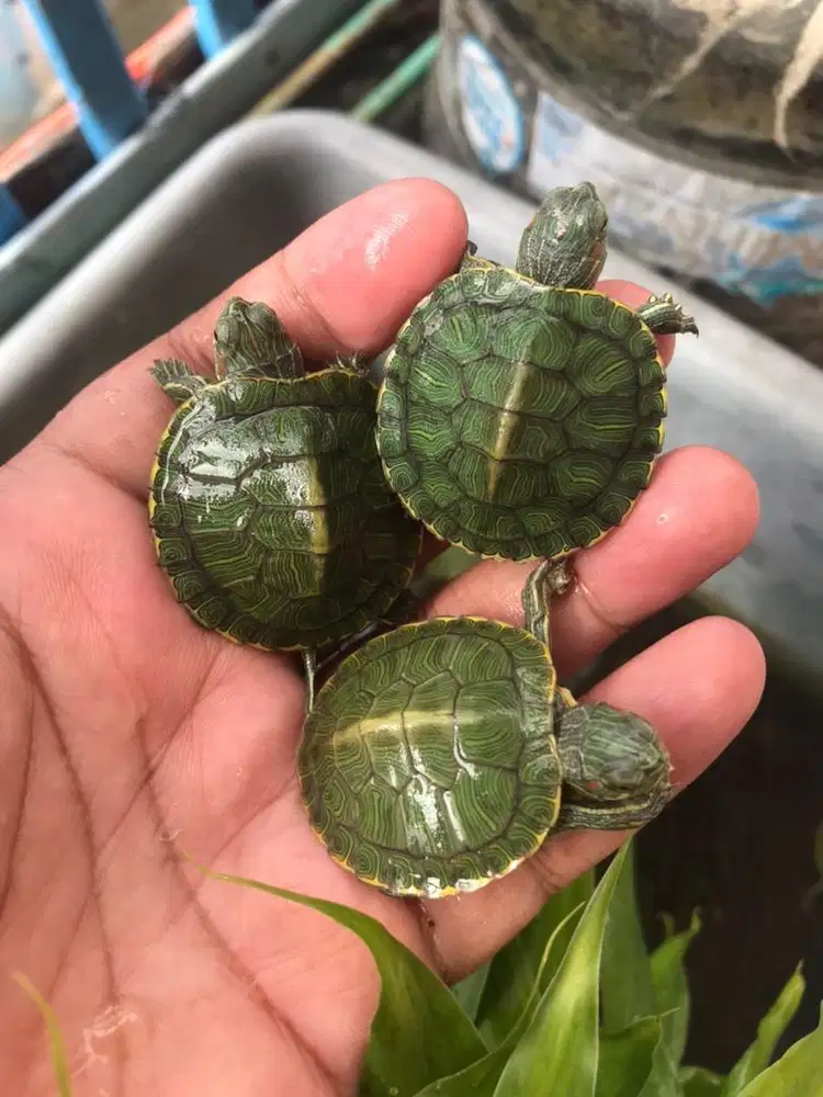 Kura kura brazil baby