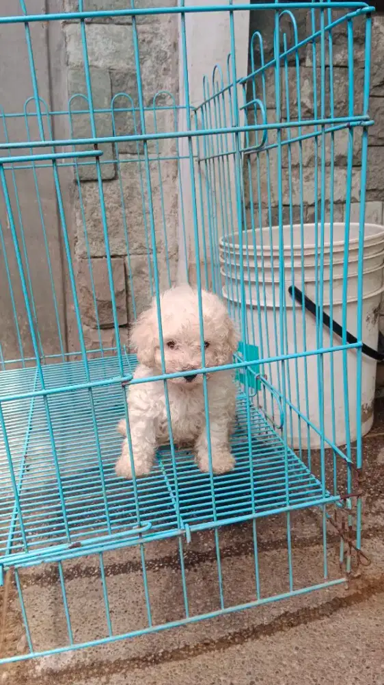 Toy Poodle Jantan