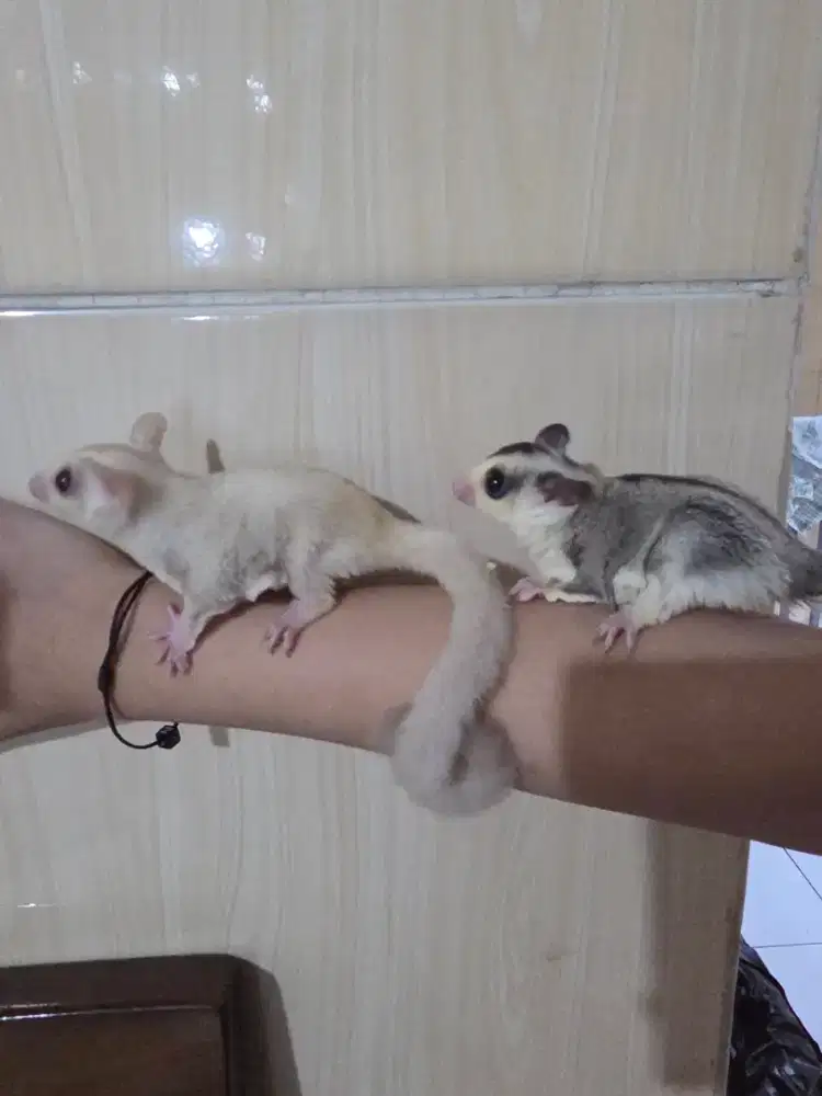 Dijual sepasang sugar glider Creamino dan mozaik