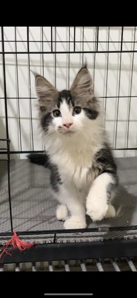 Kitten mainecoon betina