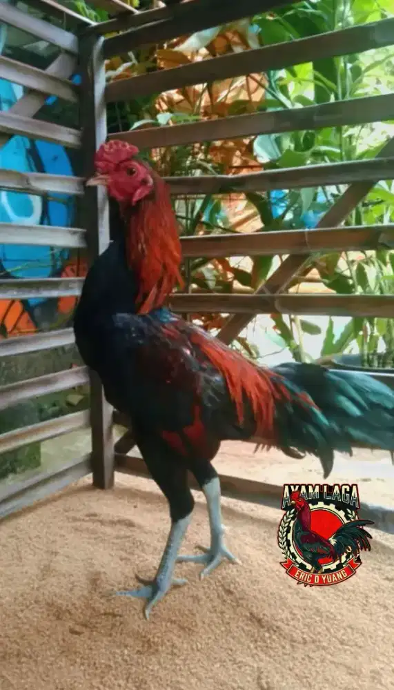 Bahan ayam jago mangon