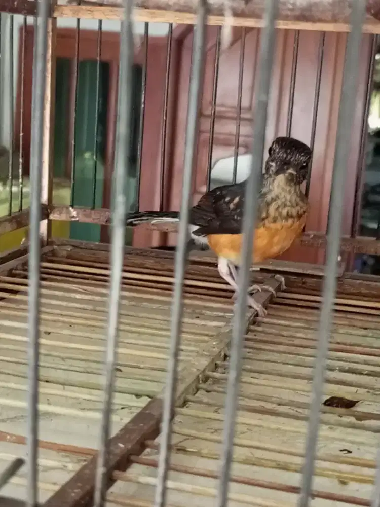 Murai Medan trontolan Jantan