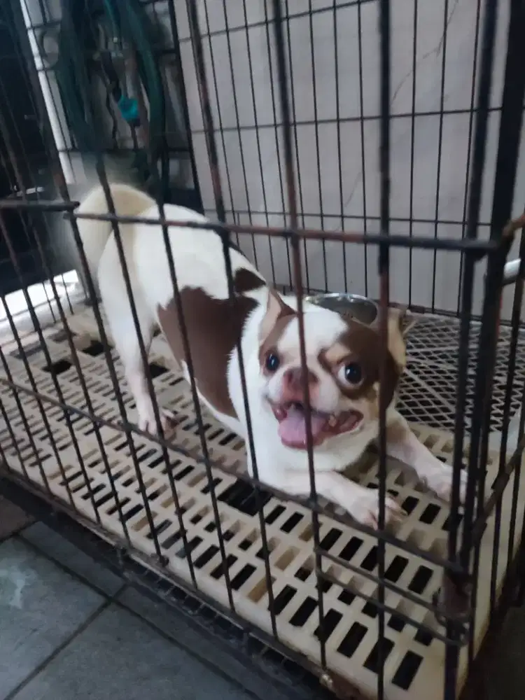 Chiuhuahua, ras murni, stb