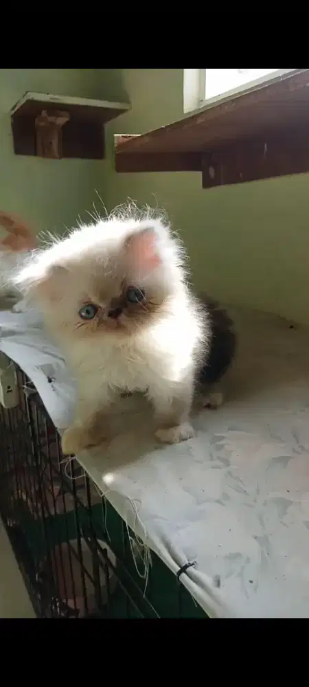 Kitten Persia peaknose  mix bsh
