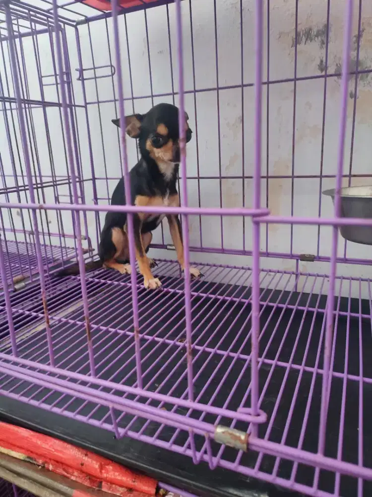 Chiuhuahua, stb, dob 1nov 2023