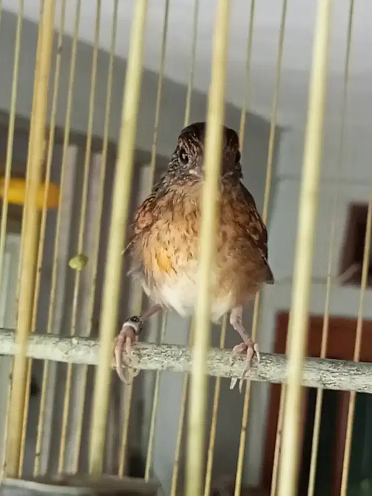 Murai Nias Anakan Trotol Jantan