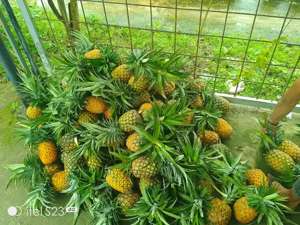 Nenas Manisssss Asli Sipahutar