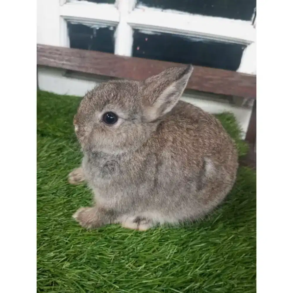 Kelinci Netherland Dwarf