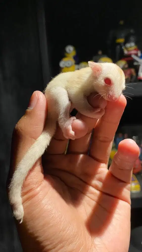 Sugar glider cremino & platinum joy