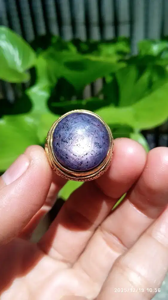 SAFIR STAR PURPLE JUMBO