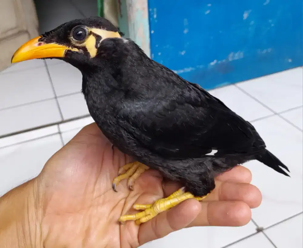 Burung super jinak