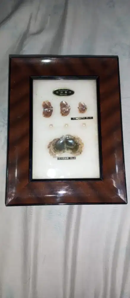Vintage Cultured Pearl Growth Display, Showing Pearl Development
