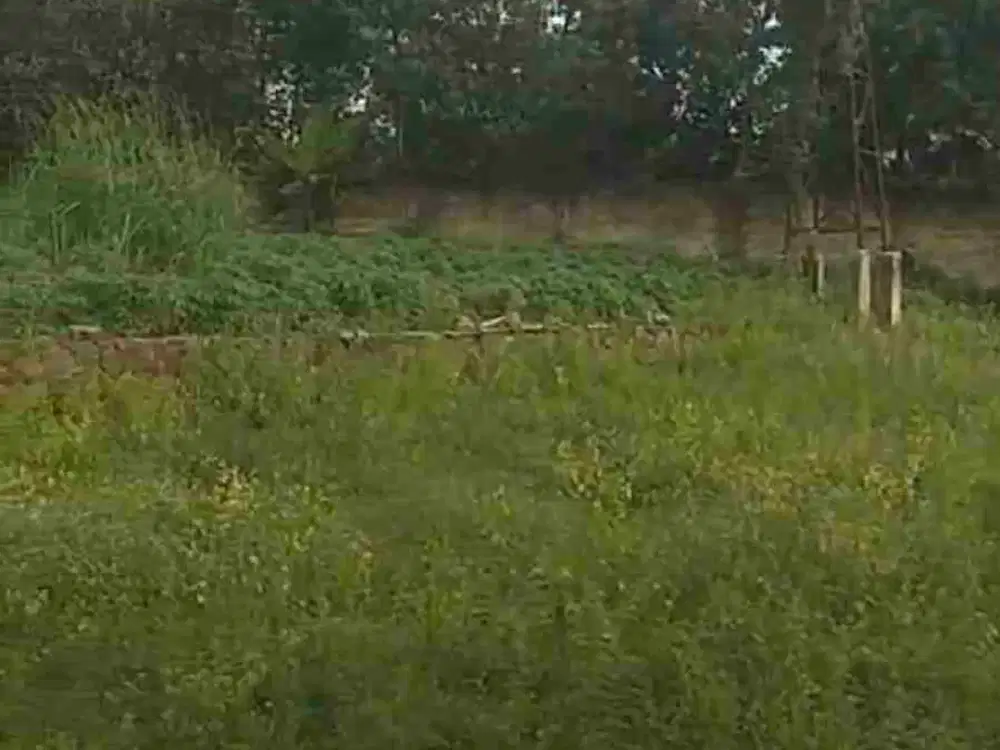 DIJUAL TANAH di Desa Candali Jampang Bogor