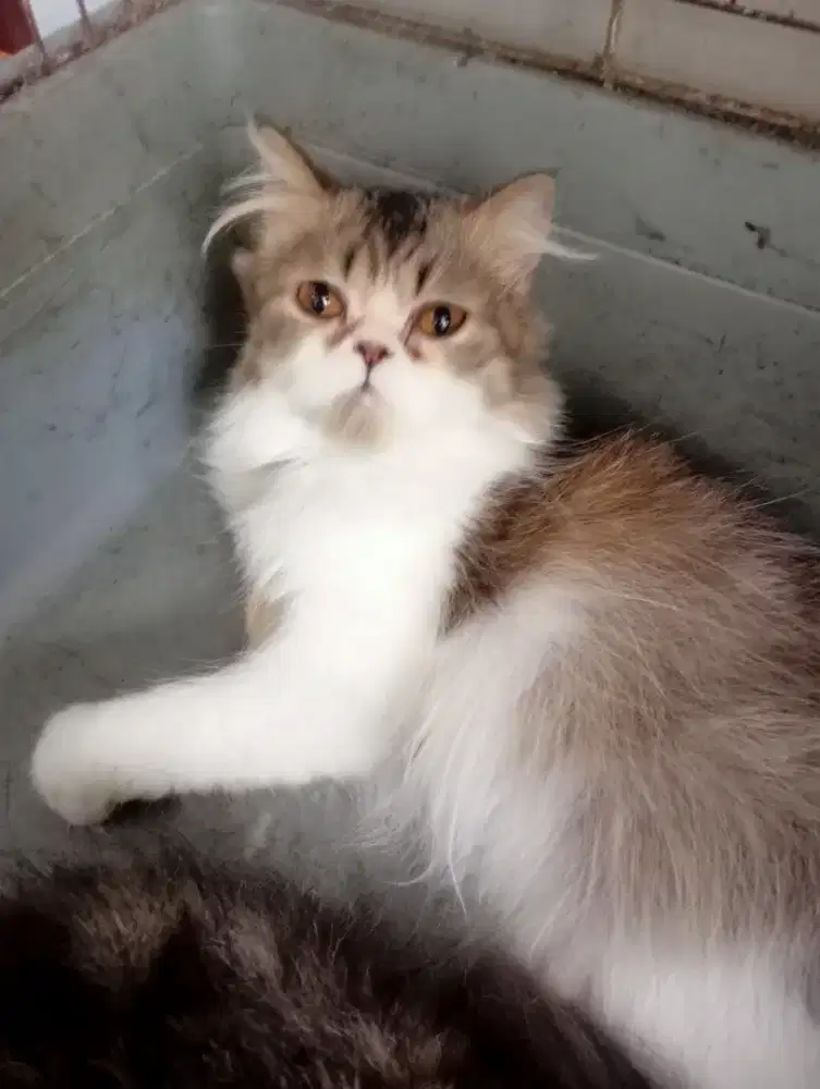 Kucing Persia Flatnose jantan