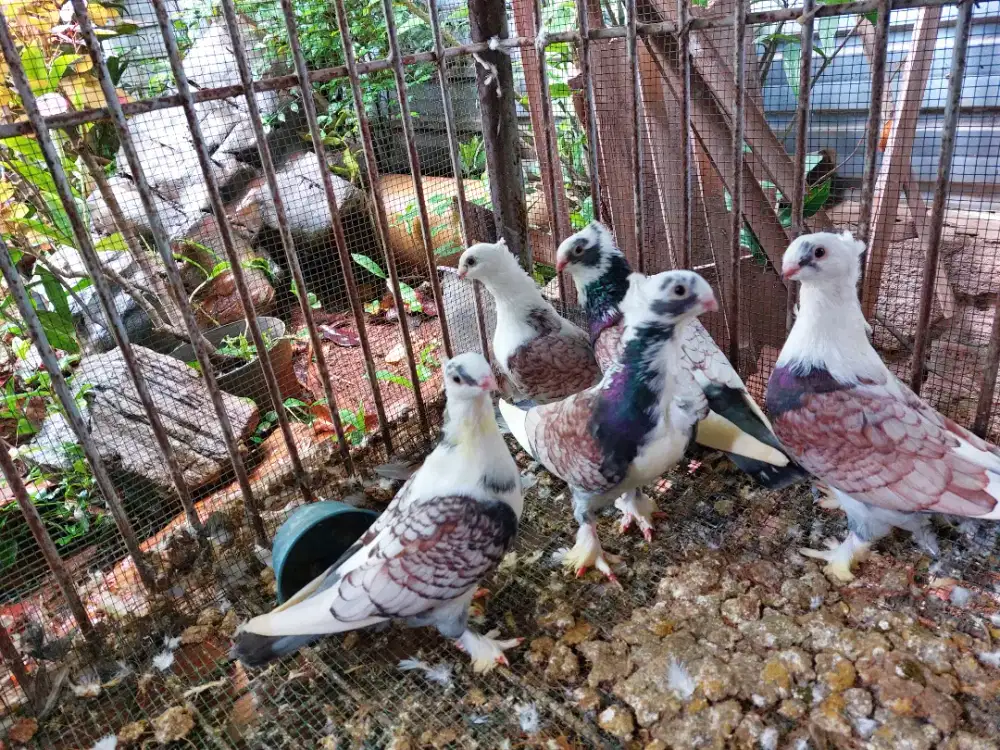 Merpati santinet indukan dewasa cuci gudang