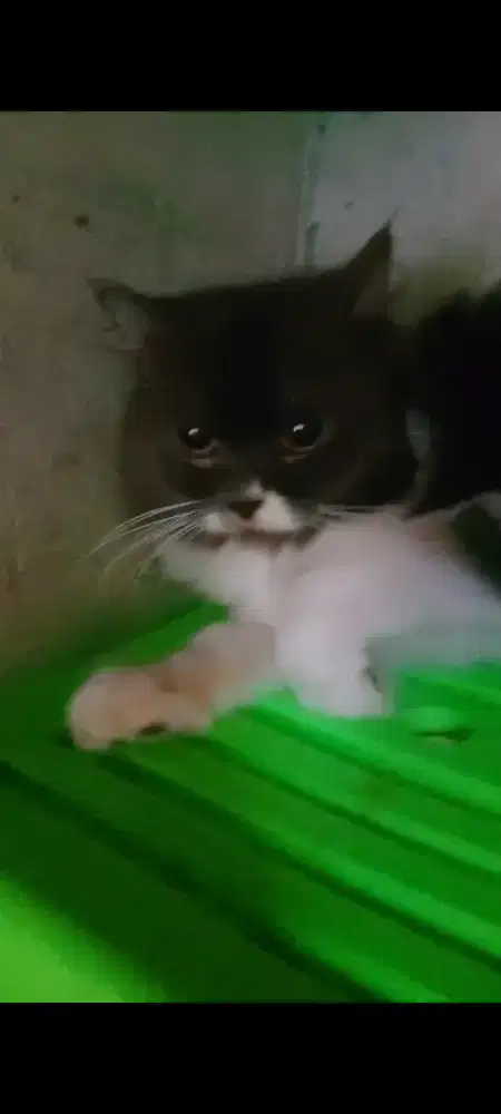 Kucing Persia Betina