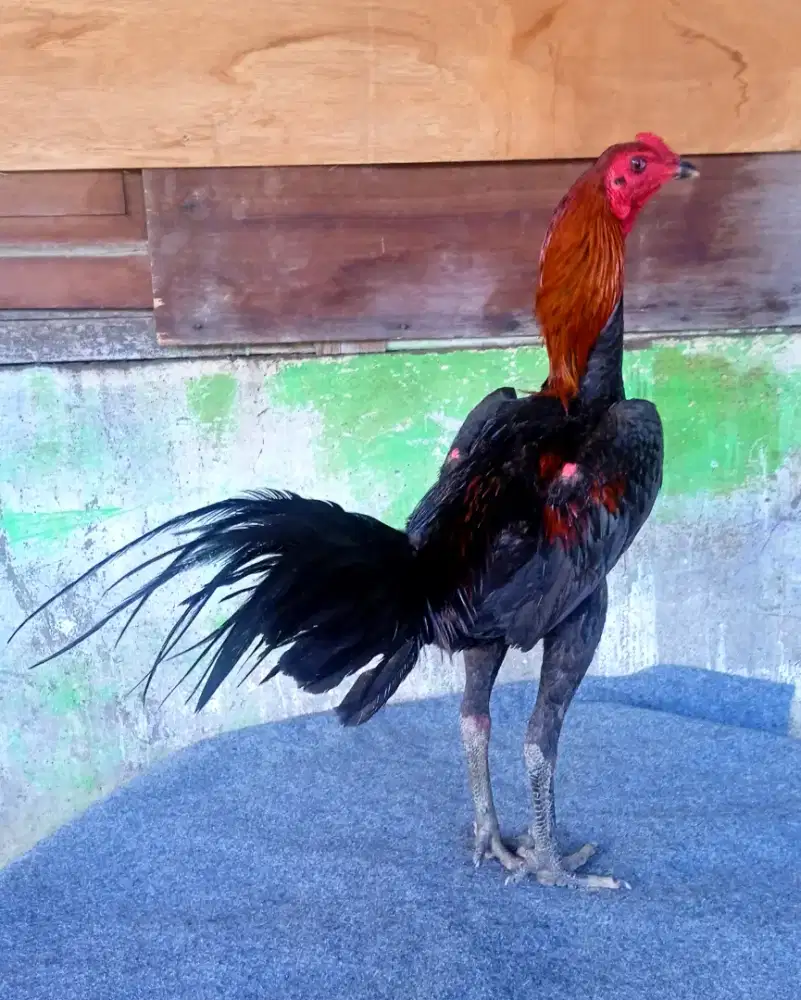 Ayam line mangon x pamakhoy bahan muda berkualitas mewahhh