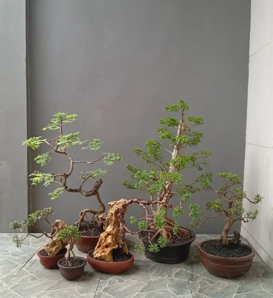 Bonsai mini murah cantik ada 6 pohon
