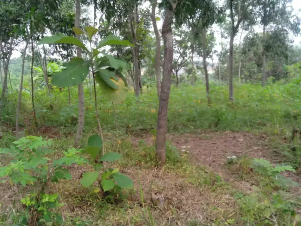 Jual tanah pinggir jalan luas 1200m²