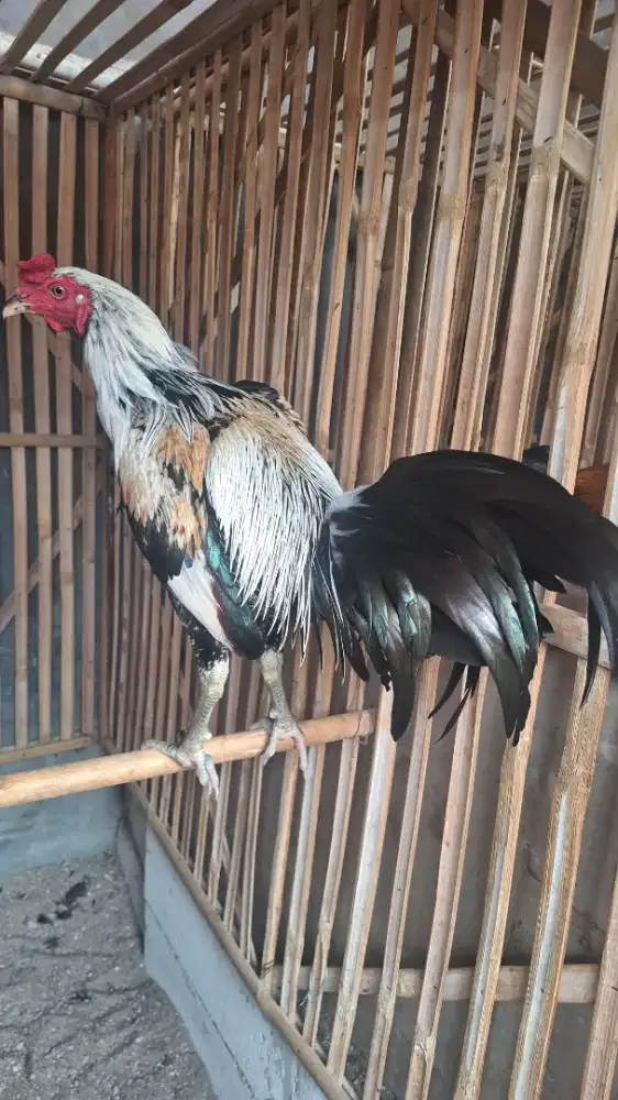Ayam Mangon Trah juara