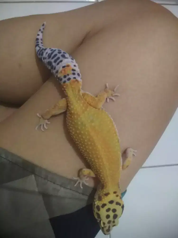 Geko dewasa setahunan female siap nelur