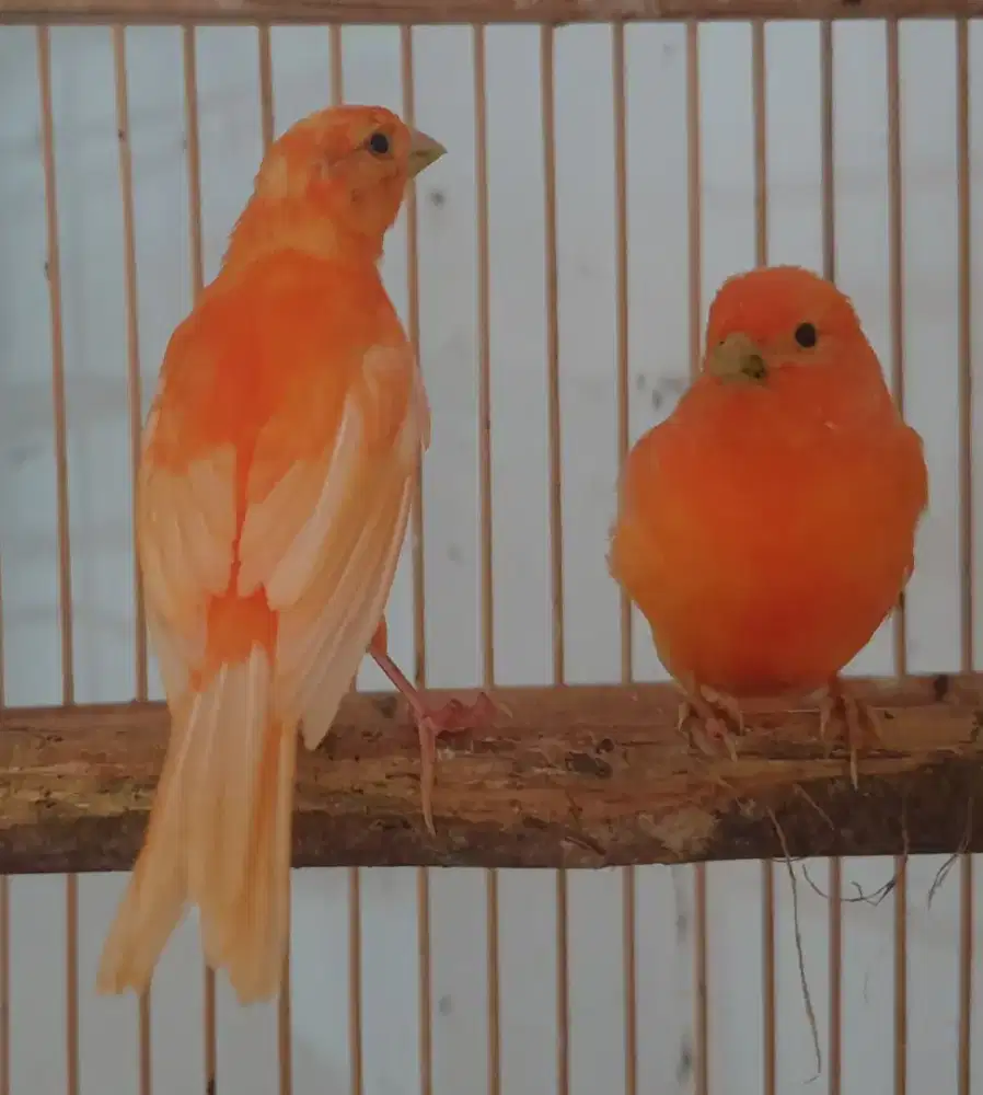 Kenari merlok ori usia paud tanpa pemerah