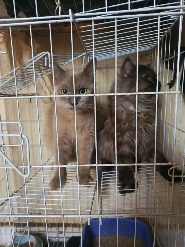 LA persia peaknose Exo betina & siam jantan