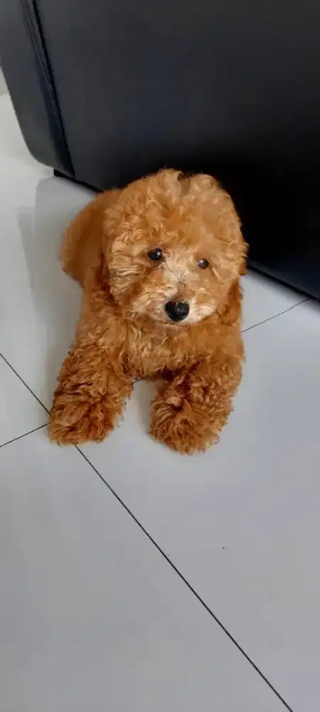 Anjing poodle betina