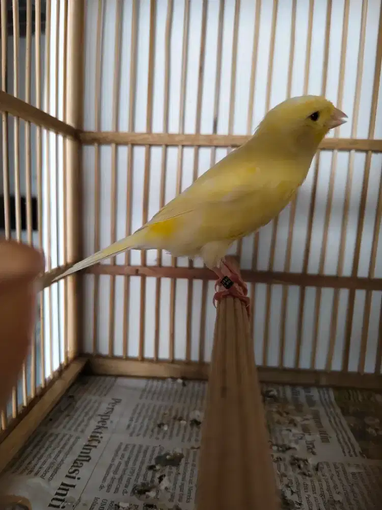 Kenari paud af bodi besar