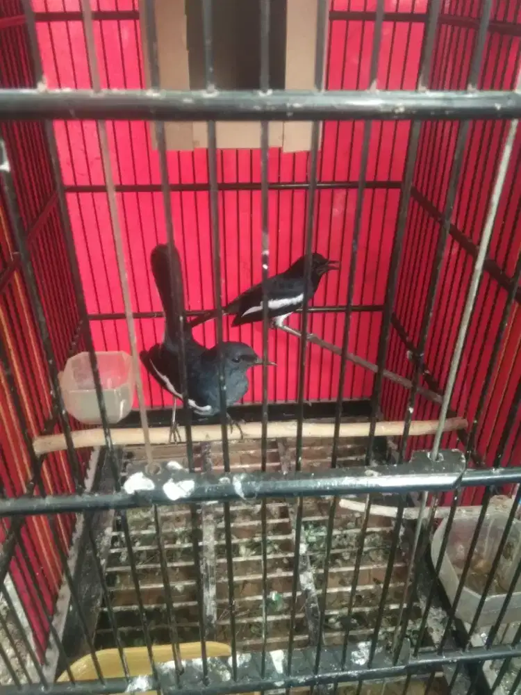 Burung kacer sepasang