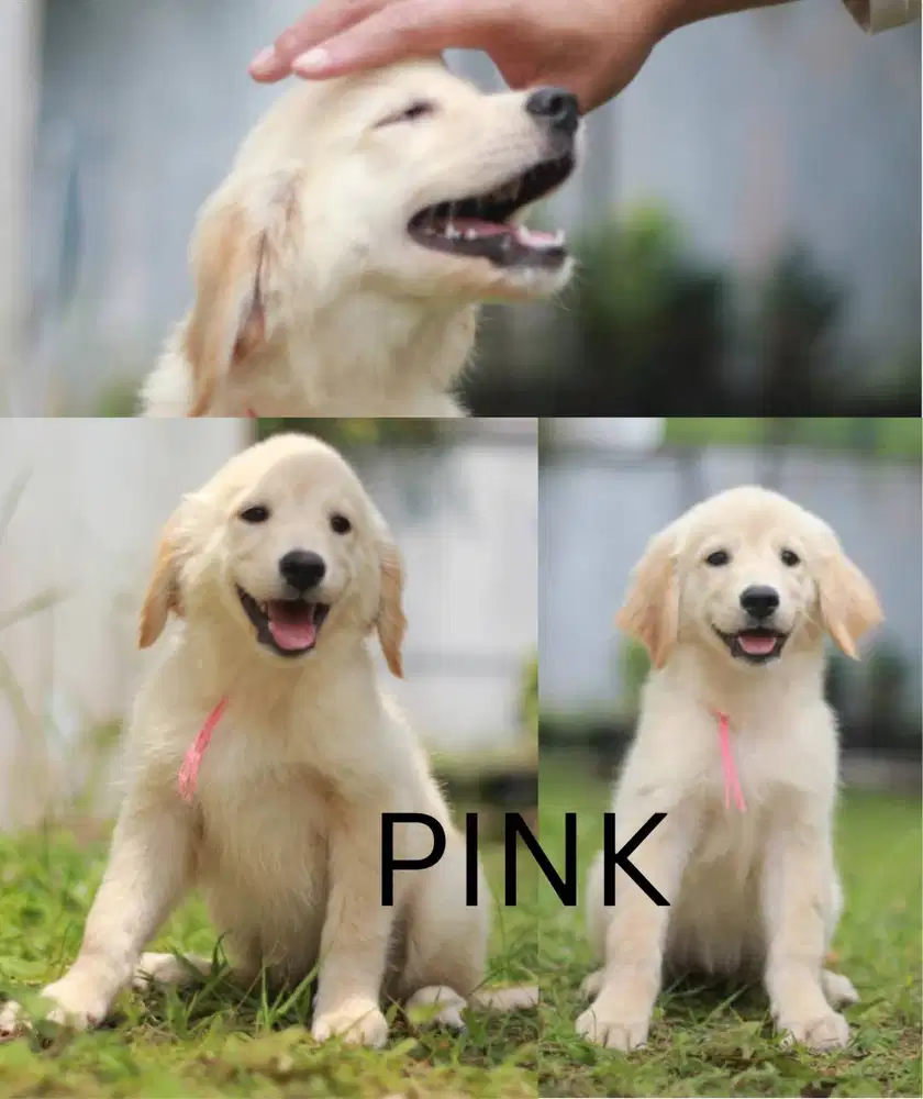 Dijual Golden Retriever Puppy