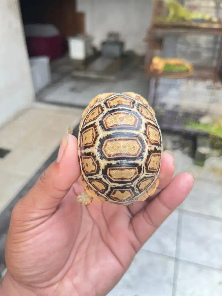 Pardalis snow bagusan