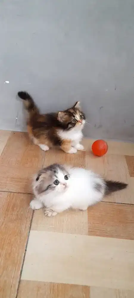 sepasang kitten munckhin Gaelic fold