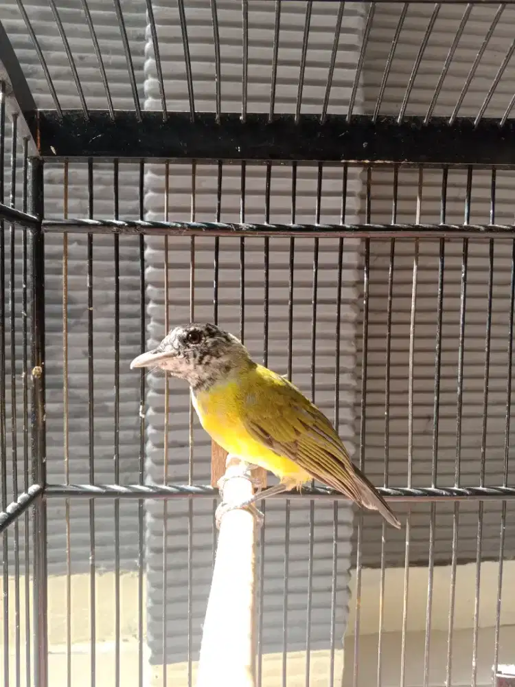 Samyong Jantan Trotol Burung 1001 suara