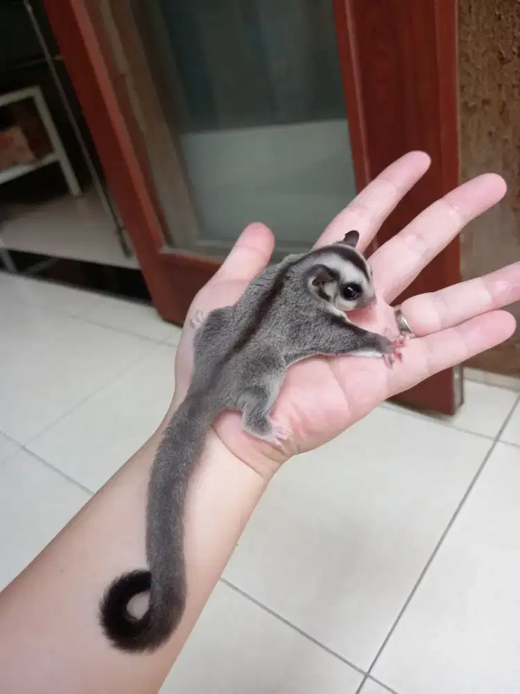 Sugar glider classic grey betina