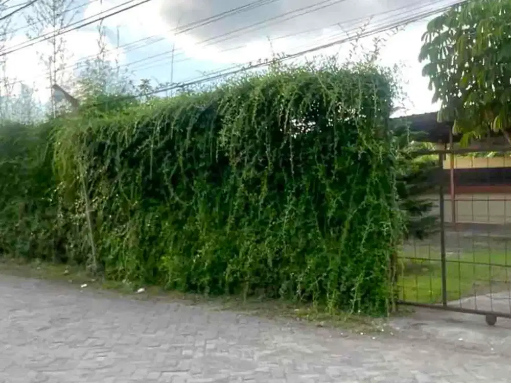 Tanah bagus di dkt Ambarukmo Plaza utk kos eksklusif atau kafe/coffee shop