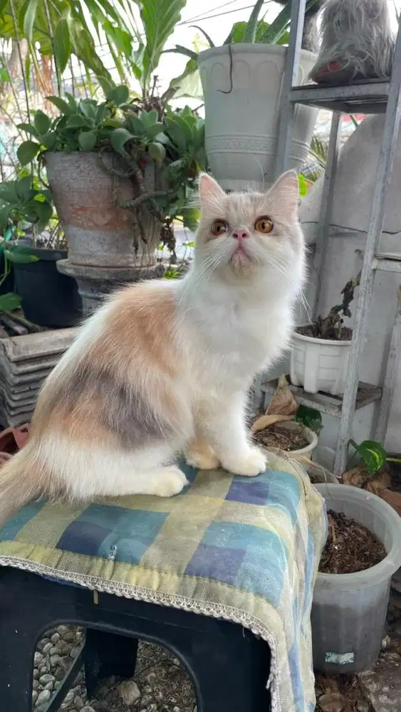 Betina peaknose masuk biaarhi awal