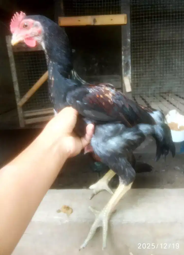AYAM PELUNG JUMBO