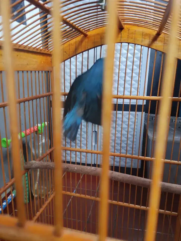 Burung cucak biru plus kurung