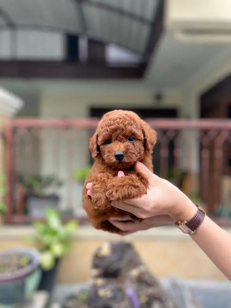Tiny poodle betina super kecil