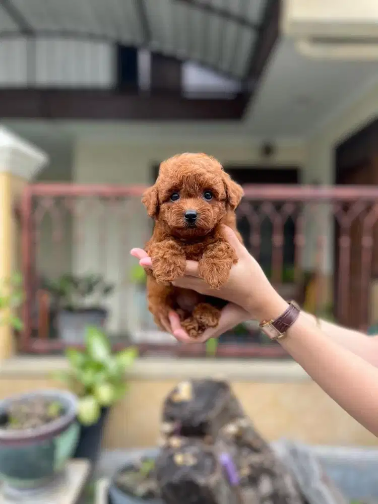 Tiny red poodle betina