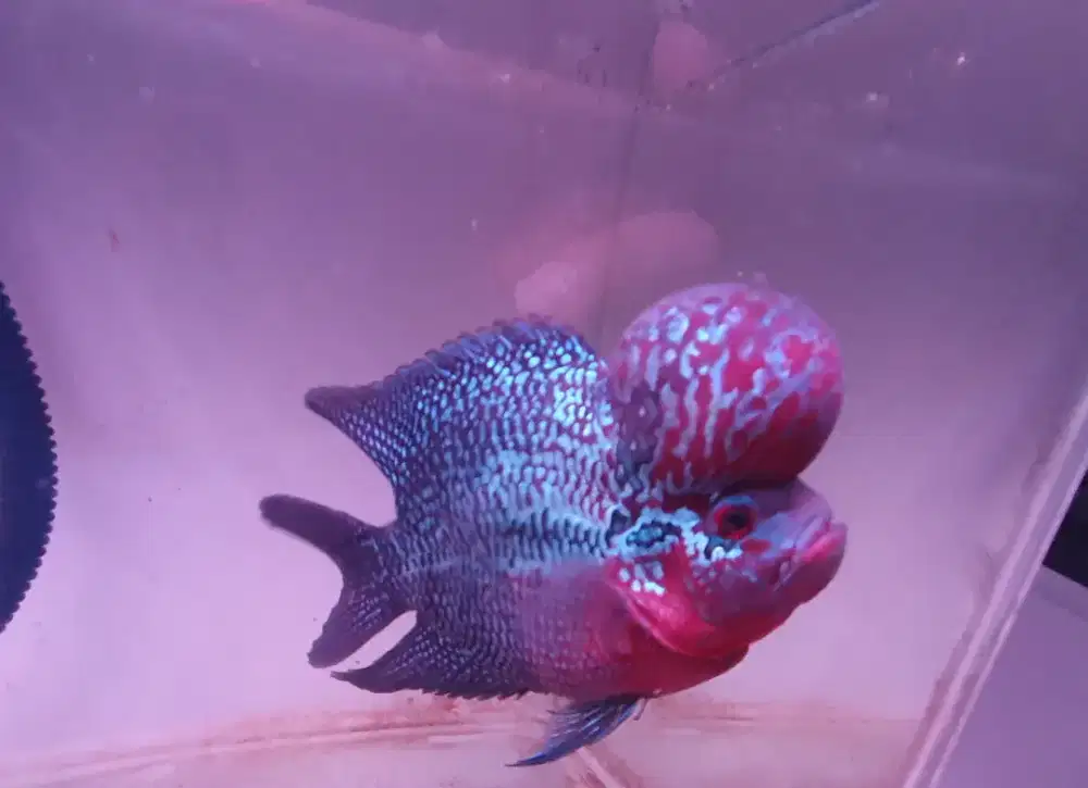 Louhan SRD SB 3 jari