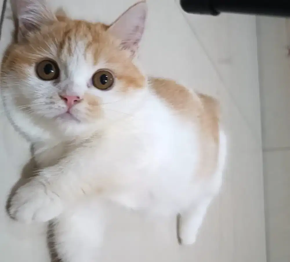 Munchkin Betina Sudah Vaksin