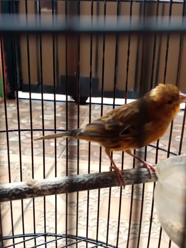 Kenari merlok bon burja