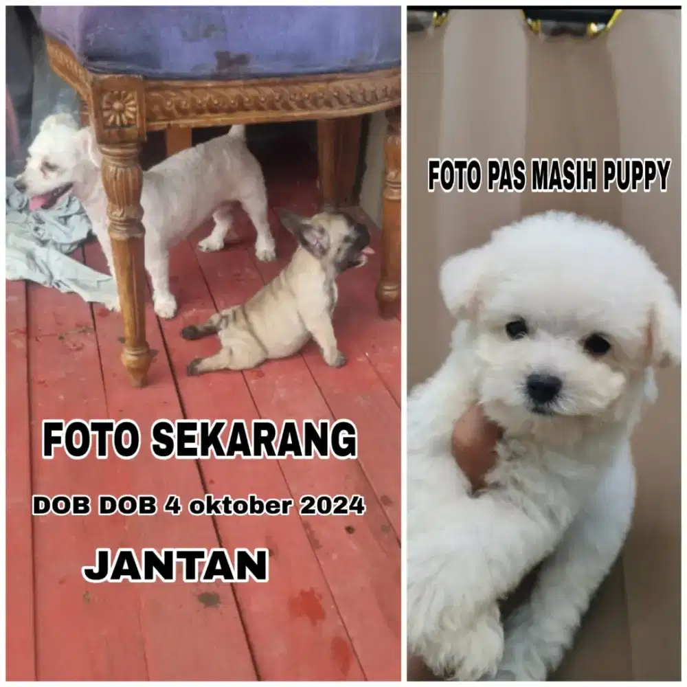 FREE ADOPT POODLE JANTAN 1 TAHUN