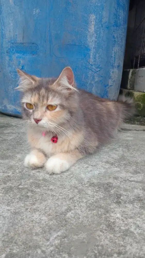 Jual kucing angora dan anak nya 4ekor + kandangnya