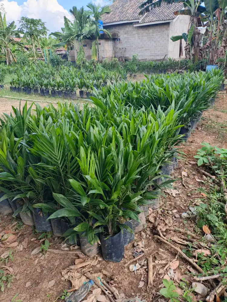 Bibit sawit siap tanam