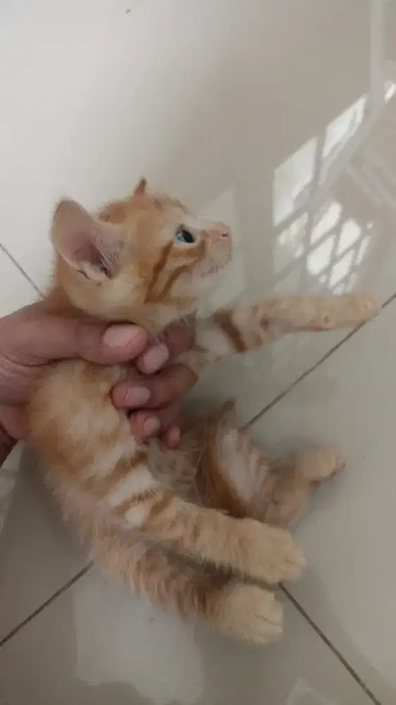 Anak Kucing Persia Tortie Campuran Sehat Kucing Persia Gratis Adopsi