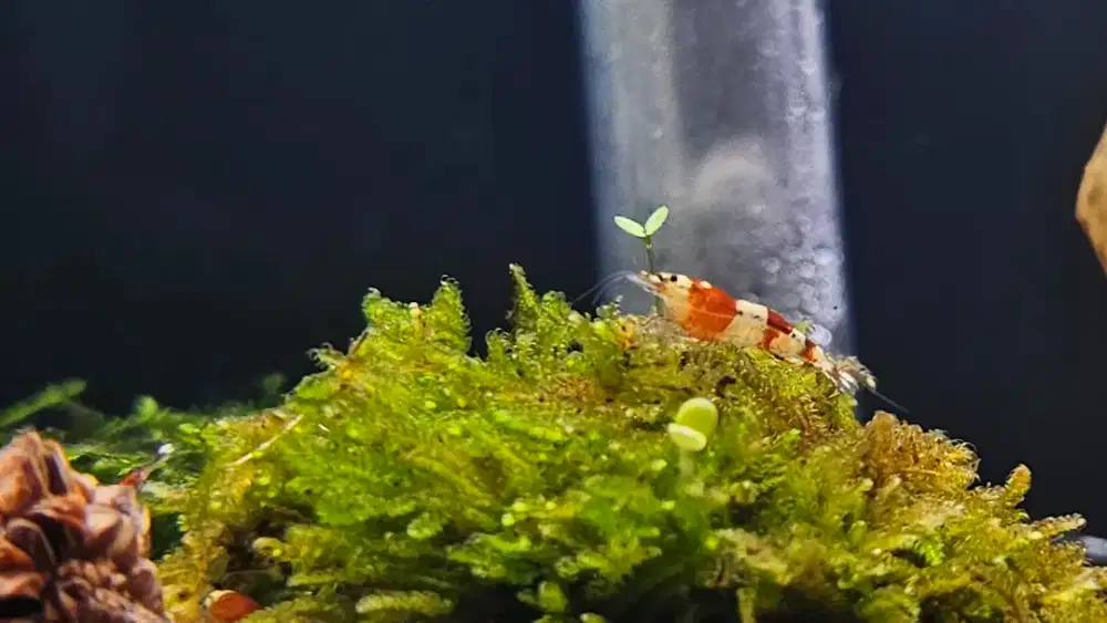 Udang hias shrimp red bee caridina